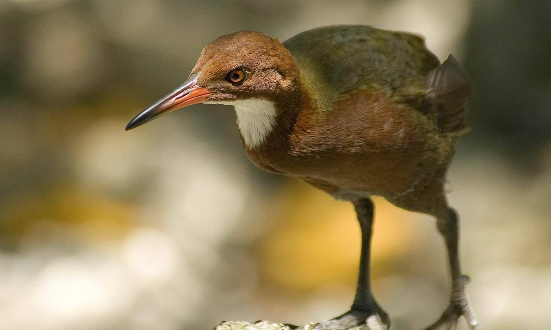 White-Throated铁路,136000年后灭绝的回报