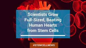 科学家使用干细胞创造了跳动的心脏