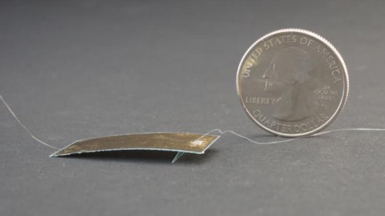 Cockroach-Inspired Robot Can Survive Weights Of Up To 60 Kilograms