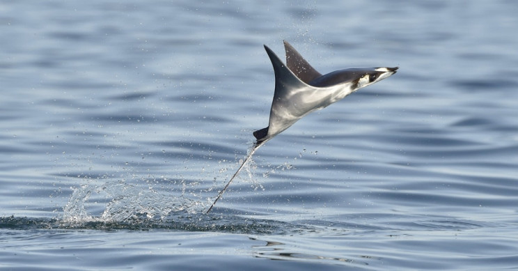 这些机器人可以跳出水和滑翔像蝠鲼