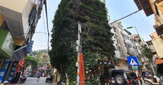 Hoang Nhu Tang博士使用2种爬行植物来改变这座建筑物