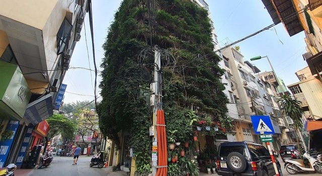 Dr. Hoang Nhu Tang Used 2 Creeper Plants To Transform This Building