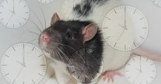 科学家反向岁老老鼠使用年轻大鼠血浆