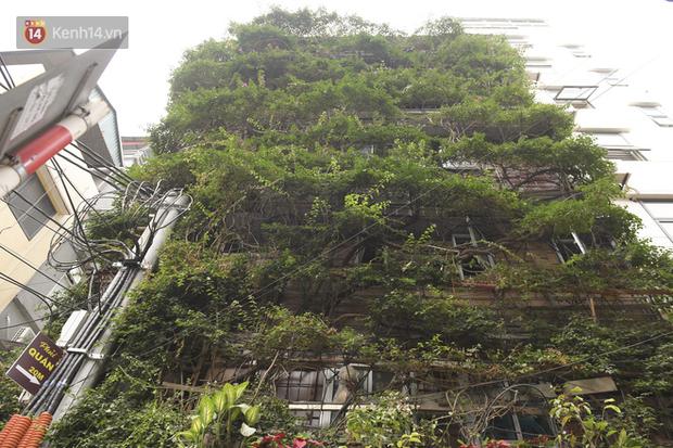 Dr. Hoang Nhu Tang Used 2 Creeper Plants To Transform This Building