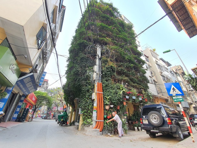 Dr. Hoang Nhu Tang Used 2 Creeper Plants To Transform This Building