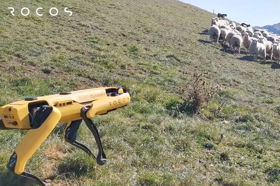 罗科斯（Rocos）谈论机器人羊犬 - 牧羊人不同意！