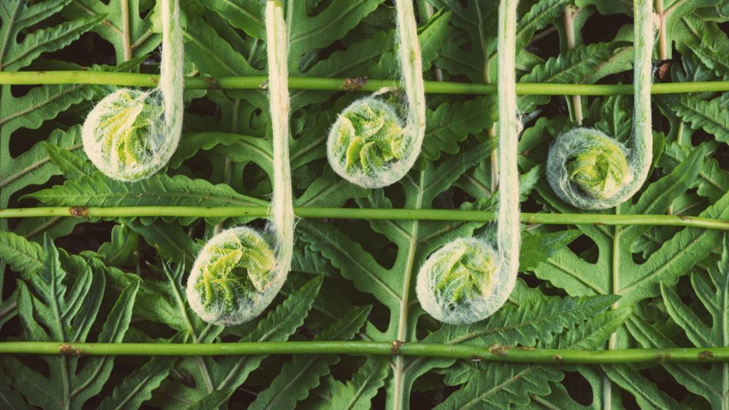 多亏了planwave，用植物制作音乐成为可能