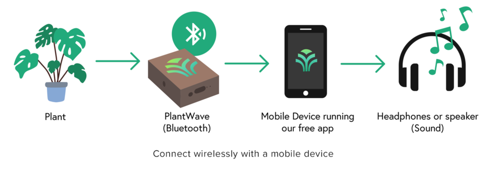 多亏了planwave，用植物制作音乐成为可能